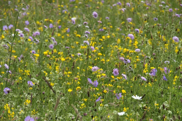 Piante Prato Estivo Flora Depositato — Foto Stock