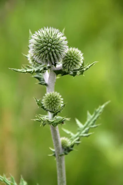 Wild Filed Flora Thistle — Stock Photo, Image