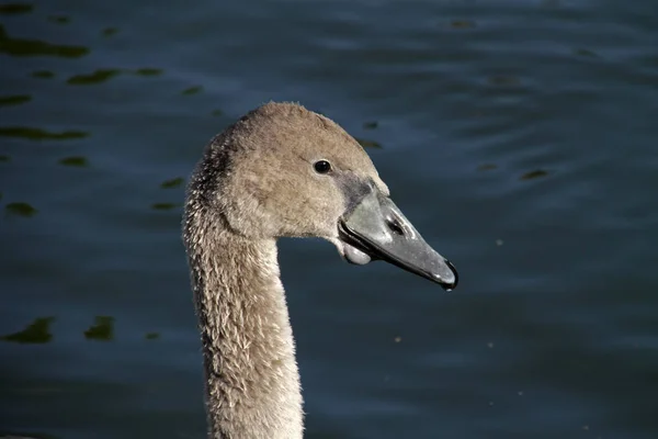 Vacker Utsikt Över Majestätisk Svan Naturen — Stockfoto