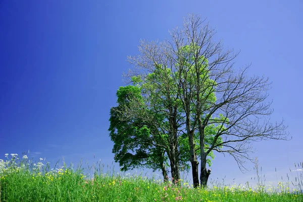 Due Alberi Sotto Ogni Altro Morto Vivo — Foto Stock