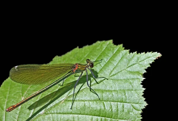 Vista Macro Primer Plano Del Insecto Libélula — Foto de Stock