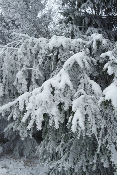 クリスマスや年末年始のカードのためのカラフルな背景 — ストック写真