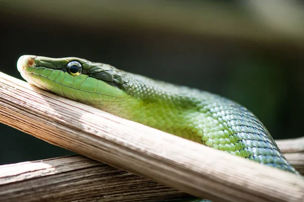 Zöld Kígyó Hüllő Lény — Stock Fotó
