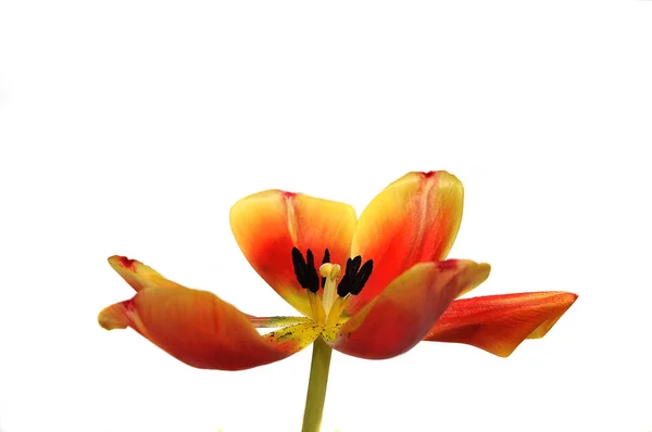 Printemps Flore Feuillage Fleurs Tulipes Pétales — Photo