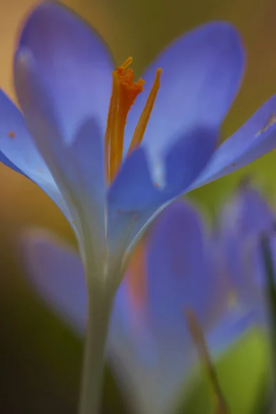 Krokus Květiny Jarní Flóra — Stock fotografie