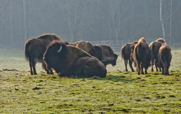 Bizoní Stádo Březnu — Stock fotografie