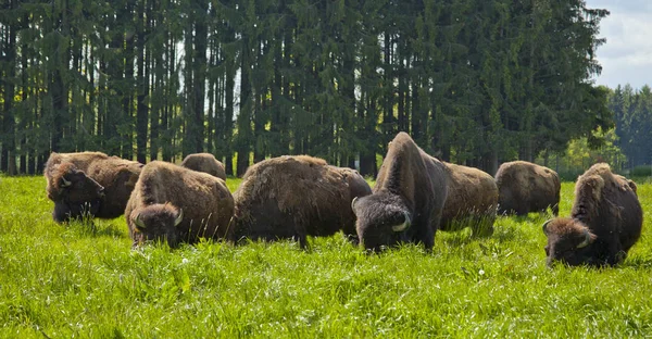 Bizoní Stádo Jaře Ráno — Stock fotografie
