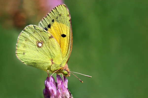 Postillion Colias Croceus Sur Une Prairie Montagne Près Oberbozen Tyrol — Photo