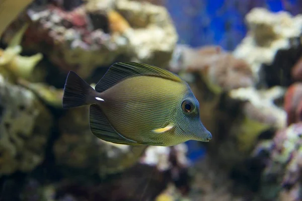 Marrón Espiga Nadando Través Del Arrecife Coral —  Fotos de Stock