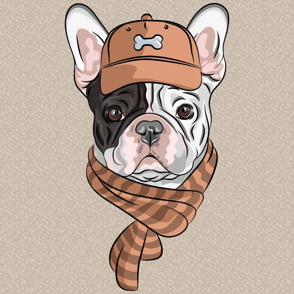 Hipster Dog French Bulldog Breed Brown Cap Scarf — Stock Photo, Image