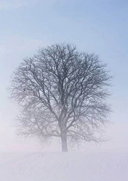 Árbol Que Salió Del Niebla — Foto de Stock