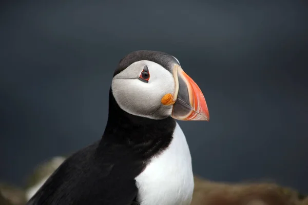 Festői Kilátás Gyönyörű Puffin Madár Természetben — Stock Fotó