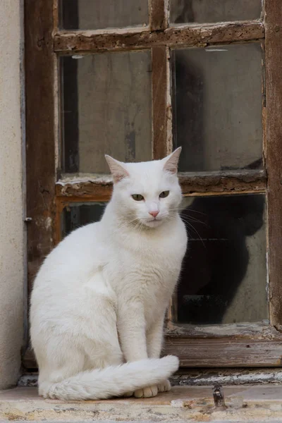 窓辺に白い猫がいて — ストック写真