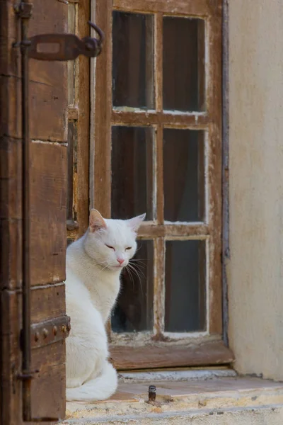 窓辺に白い猫がいて — ストック写真