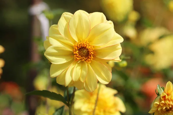 Gyönyörű Tarka Virágok Fényképezett Közelről — Stock Fotó
