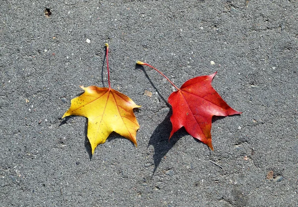 Hermoso Árbol Otoño Con Hojas Coloridas Fotografiadas Cerca —  Fotos de Stock