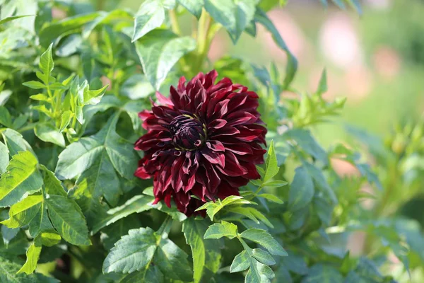 Schöne Bunte Blumen Fotografiert Hautnah — Stockfoto