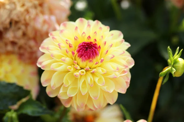 Beautiful Multicolored Flowers Photographed Close — Stock Photo, Image