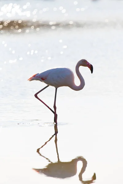 Vedere Pitorească Frumoasei Păsări Flamingo Natură — Fotografie, imagine de stoc