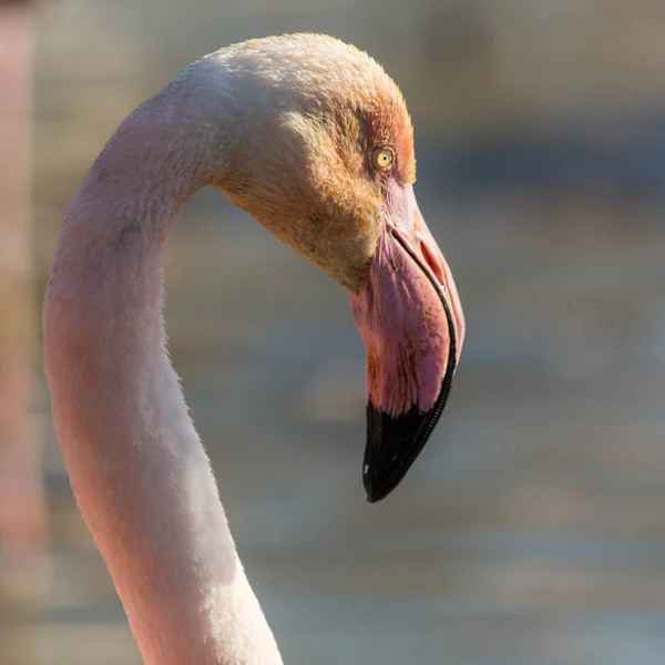 Cabeça Flamingo Como Closeup — Fotografia de Stock