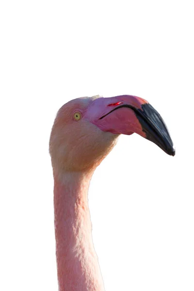 Het Hoofd Van Een Flamingo Vrijgegeven Als Close — Stockfoto