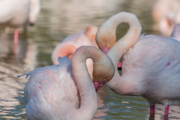 Kamptaki Bir Gölde Küçük Bir Flamingo Grubu — Stok fotoğraf