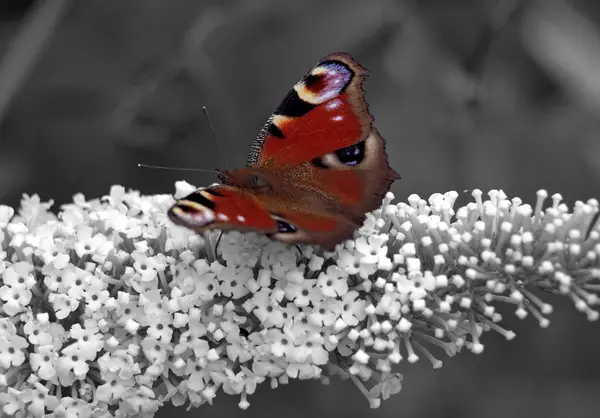 Vista Vicino Bella Farfalla Colorata — Foto Stock