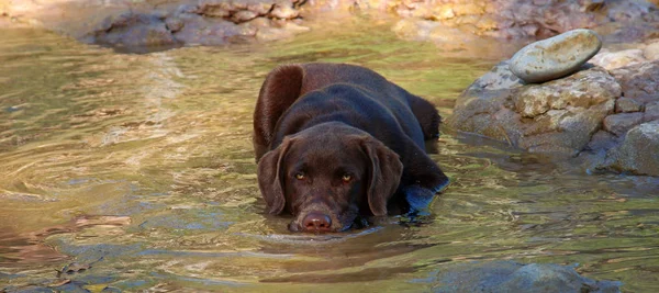 Portret Van Een Schattige Hond — Stockfoto