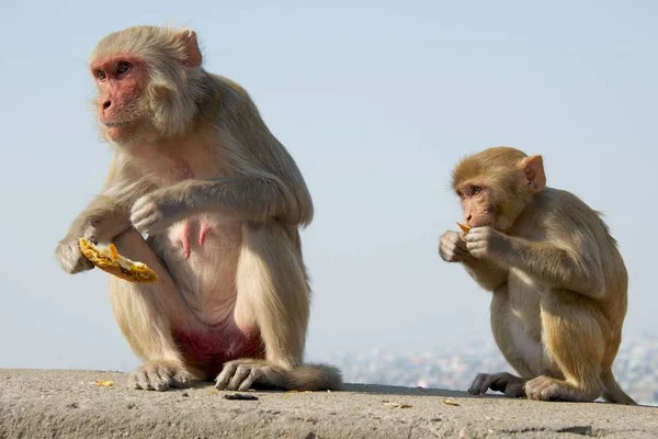 엄마와 아기가 원숭이 — 스톡 사진