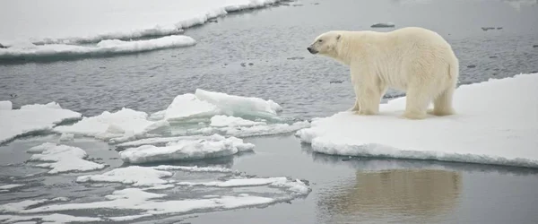 Πολική Αρκούδα Κοιτάζει Πάνω Από Νερό Στην Αρκτική — Φωτογραφία Αρχείου