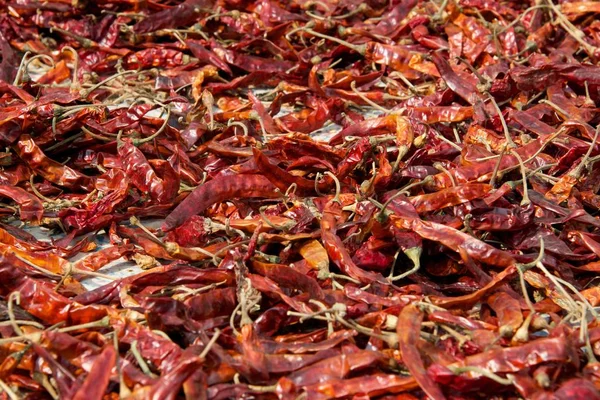 Pimentas Vermelhas Secando Sol — Fotografia de Stock