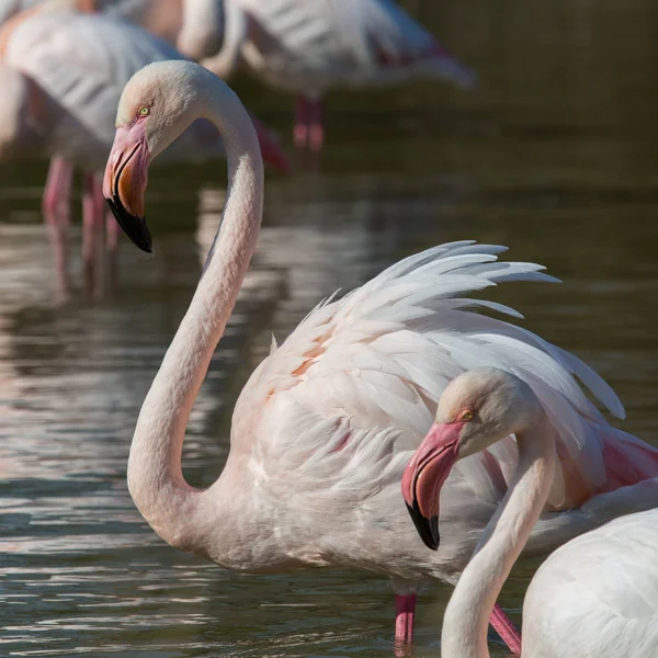 Kamptaki Bir Gölde Küçük Bir Flamingo Grubu — Stok fotoğraf