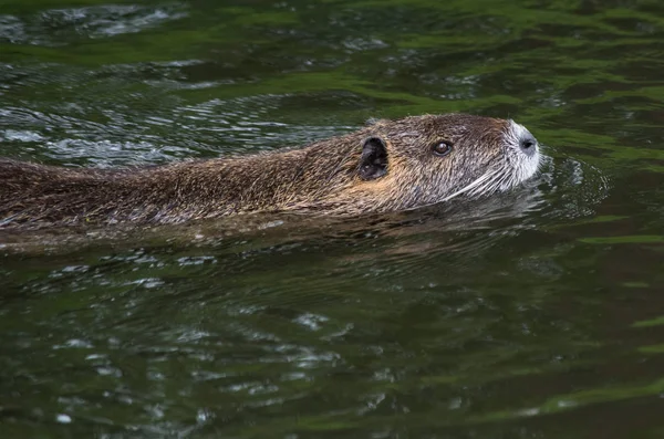 Nutria Ζώο Στη Φύση Myocastor Coypus — Φωτογραφία Αρχείου