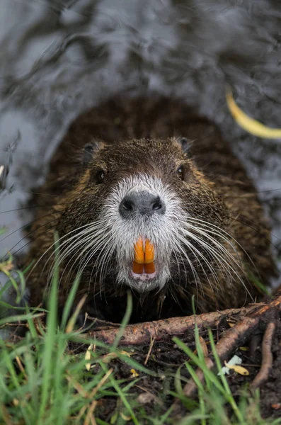 Nutria Tier Der Natur Myocastor Koypus — Stockfoto