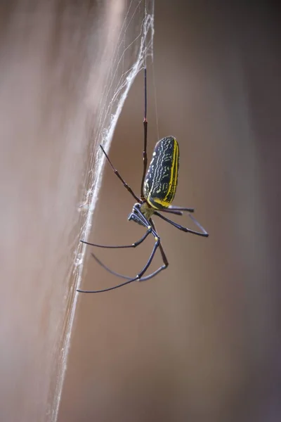 Araignée Bois Sur Côté — Photo