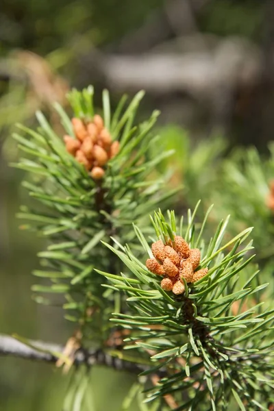 Pine Cones Tree Flora — Stock Photo, Image