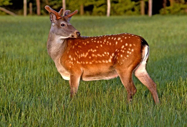 Fur Deer Forest Meadow — Stock Photo, Image