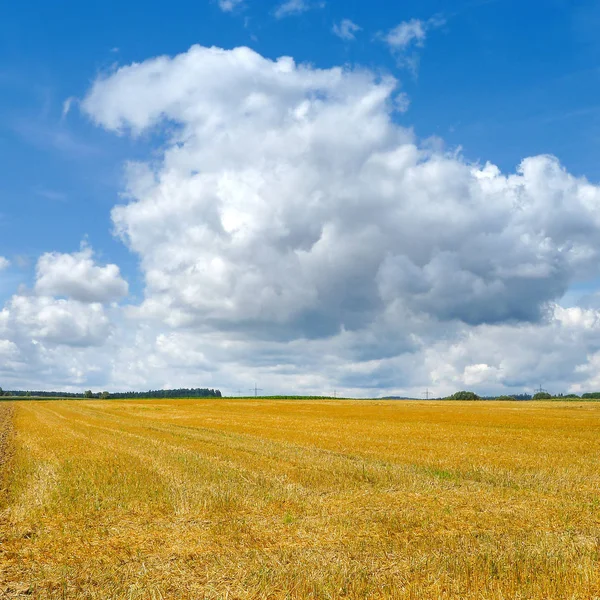 Gran Rastrojo Amarillo Dorado Con Nubes Que Juntan — Foto de Stock