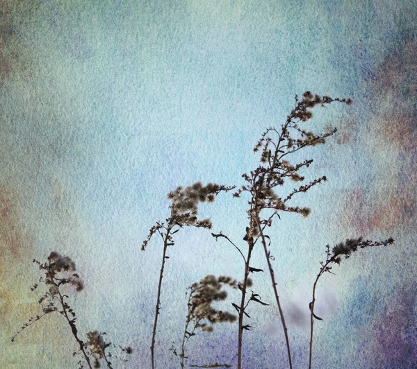 Gräser Aquarell Blau Ocker Sepia Textur — Stockfoto