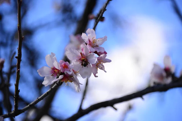 Almond Blossom Hiszpanii — Zdjęcie stockowe