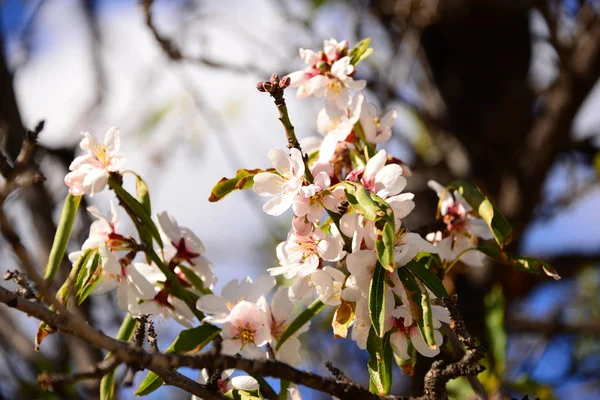 Almond Blossom Espagne — Photo