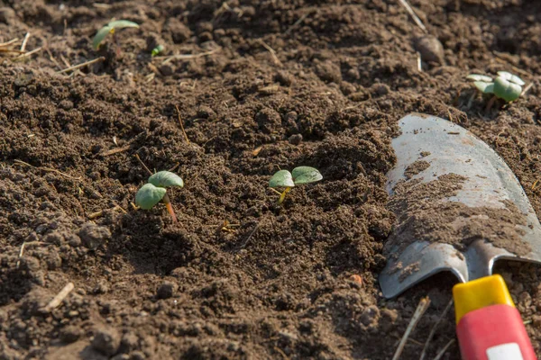 Pequenas Mudas São Plantadas Uma Cama — Fotografia de Stock