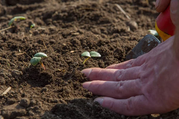 Plántulas Pequeñas Plantan Una Cama — Foto de Stock