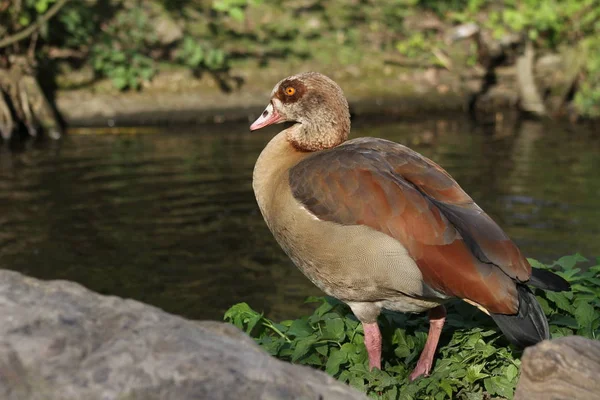 Vacker Utsikt Över Vacker Fågel Naturen — Stockfoto