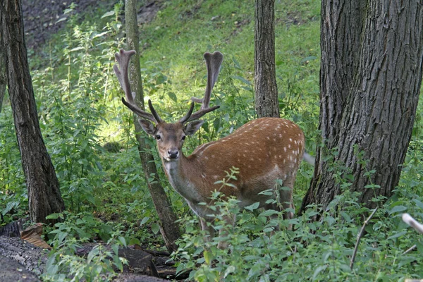 Deer Mammal Animal Nature — Stock Photo, Image