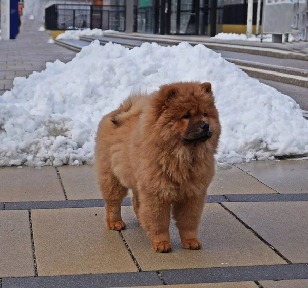 4 months old chow puppy