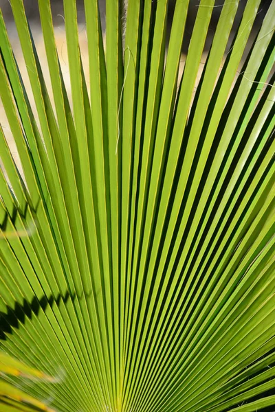 Palmblad Spanien Kopiera Utrymme — Stockfoto