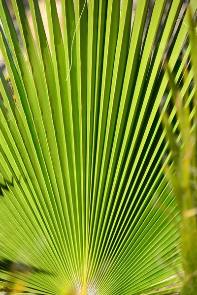 Spanya Palmiye Yaprakları Kopyalama Alanı — Stok fotoğraf