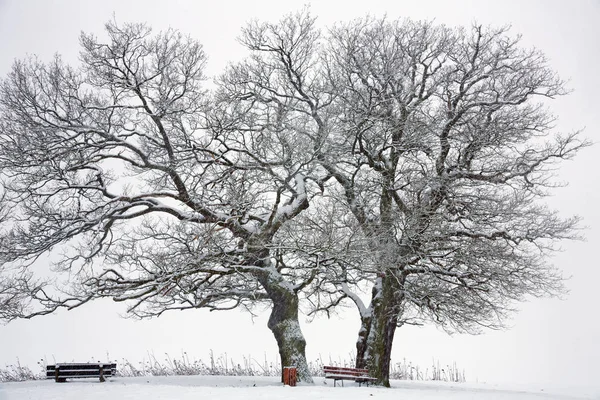 Quercia Come Monumento Naturale Deuselbach — Foto Stock