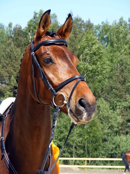 Lorbeerpferd Mit Zaum Porträt — Stockfoto